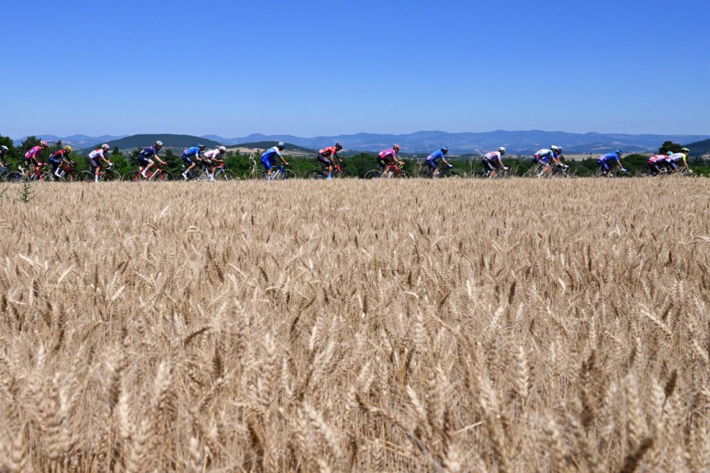 Ciclistas al lado del trigo